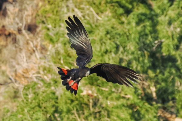 Red-tailed Black Cockatoo bij Victoria River, Australië